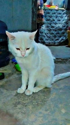 Male