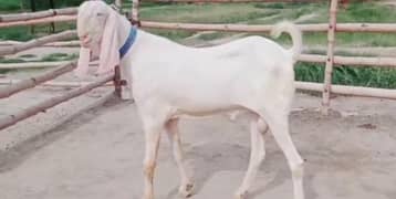 Sundar gulabi bakra, bade kan aur jhalar wala. WhatsApp: 03065894128