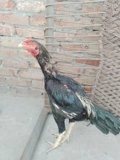 Bilack jawa aseel patha yang white nok nali   chorase nali jis ko chya