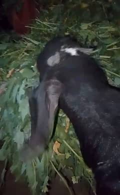 bakra for sale 03089375935