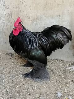 Bantam Breeder pair