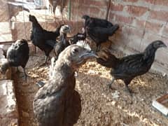ayam cemani
