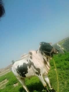 gar ka ha apne03125339774