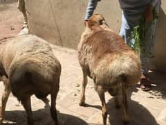 3 Sheep For Sele Qurbani ke liye weight 72kg one Pace Urgent sale
