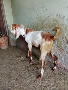 Muhammad Amir