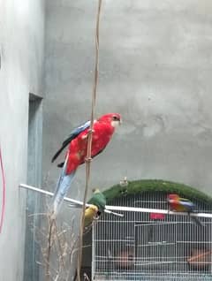 rosella