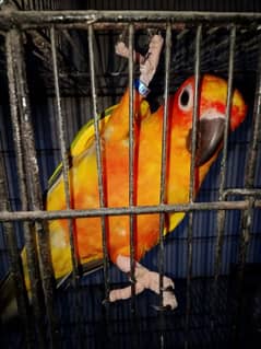 sun conure fully healthy n breeder male