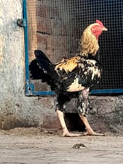aseel breed