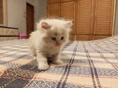 persian cat kittens