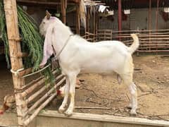 Bakra