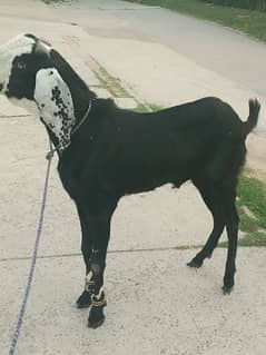 Qurbani ka Bakra