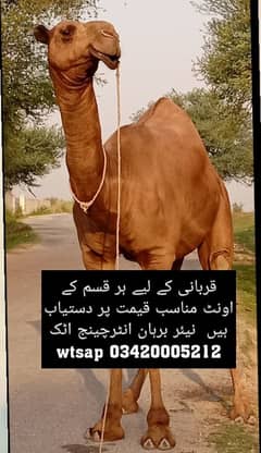 Qurbani camels