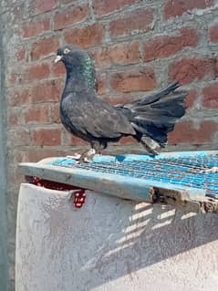 Pure fantail baby pigeon