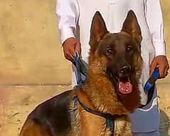 German Shepherd male 8 mahine for sale vaccine ok black mass long coat