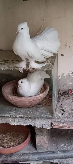 pair