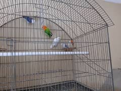 lovebirds all setup