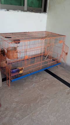 Birds Cage