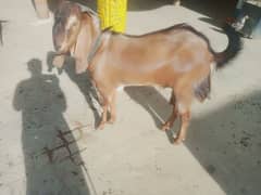 jila