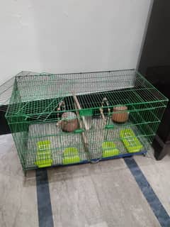 Birds Cage