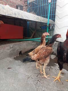 2 Females Hai