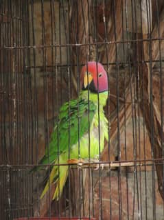 Plum head parrot