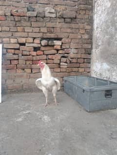 paper white breeder