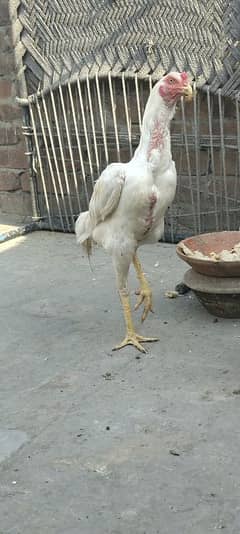 Assel phatha for sale