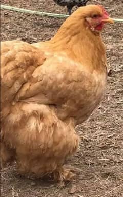 golden buff female