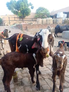 goat for sale