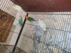 love birds rosi coli conur budgies and raw