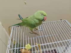 Green Ringneck Female