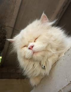 persian female breeder age 2 years for sale