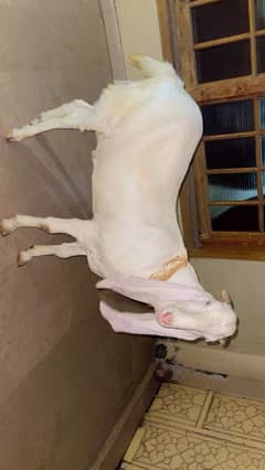 Bakra