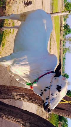 qurbani bull age 2.6 years