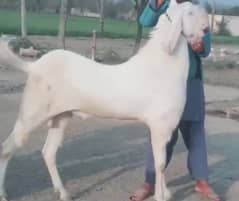 Qurbani lagne wala Desi Bakra For Sale CALL _03314594754)