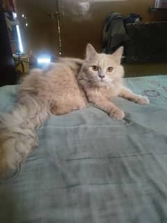 persion male cat