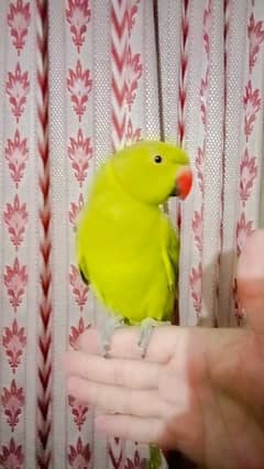 Green ringneck parrot handtame friendly parrot