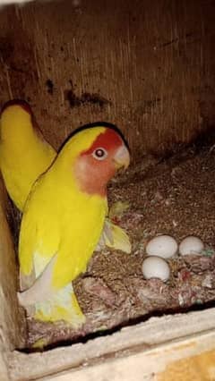 Love birds