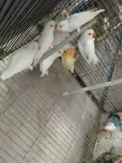 Albino