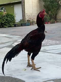 Aseel phata for sale