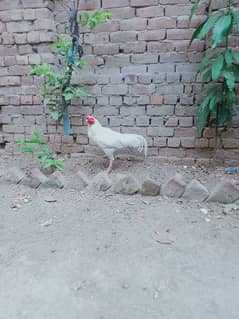 3 aseel male and 1 female for sale