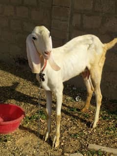 rajanpuri gulabi female goat 2dant