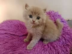 Gift One Persian Female Kitten (Triple Coated) 0308-5223468
