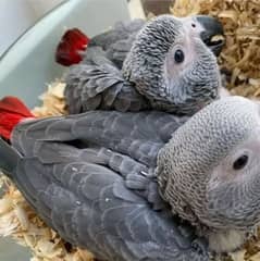 African grey parrot cheeks for sale 03274229165