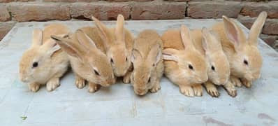 Flemish Rabbit bunnies Available For Sale