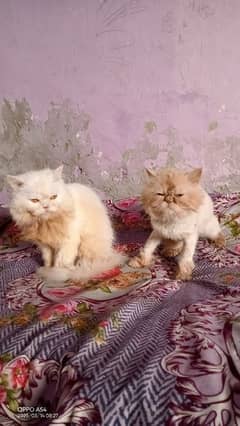 punch face pair
