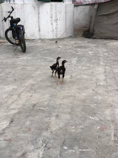 pakoya