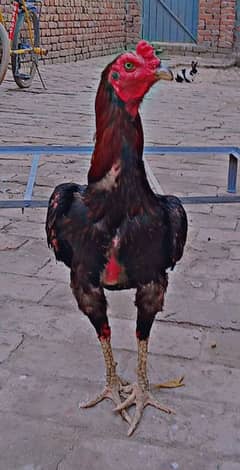 Best lakha breeder rooster whatsapp number 03402012707