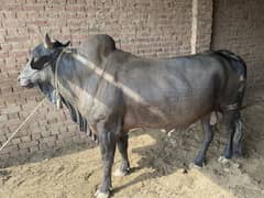 Qurbani bull