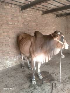 4sale